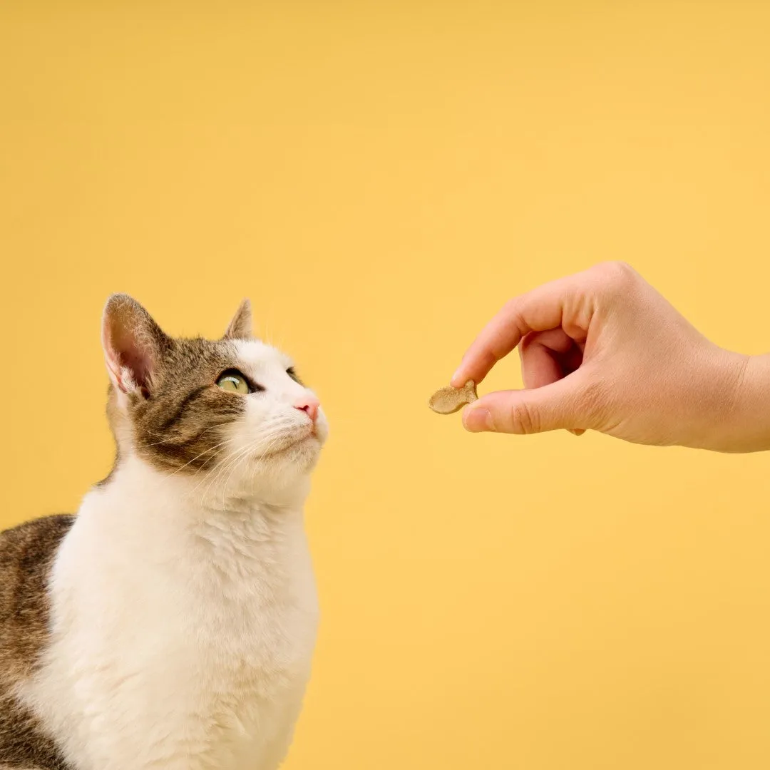 BoneItUp Homemade Cat Treats Kit