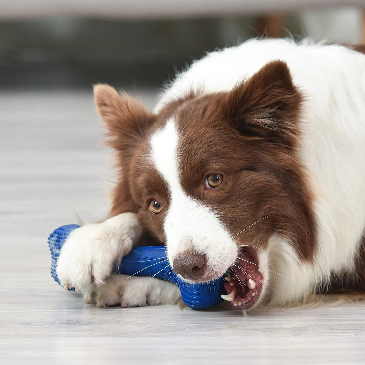 Fresh Spectrum 360 Degree Clean Dog Dental Bone Chew Toy