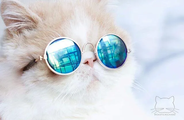 Kitty Hippie Sunglasses