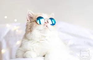 Kitty Hippie Sunglasses