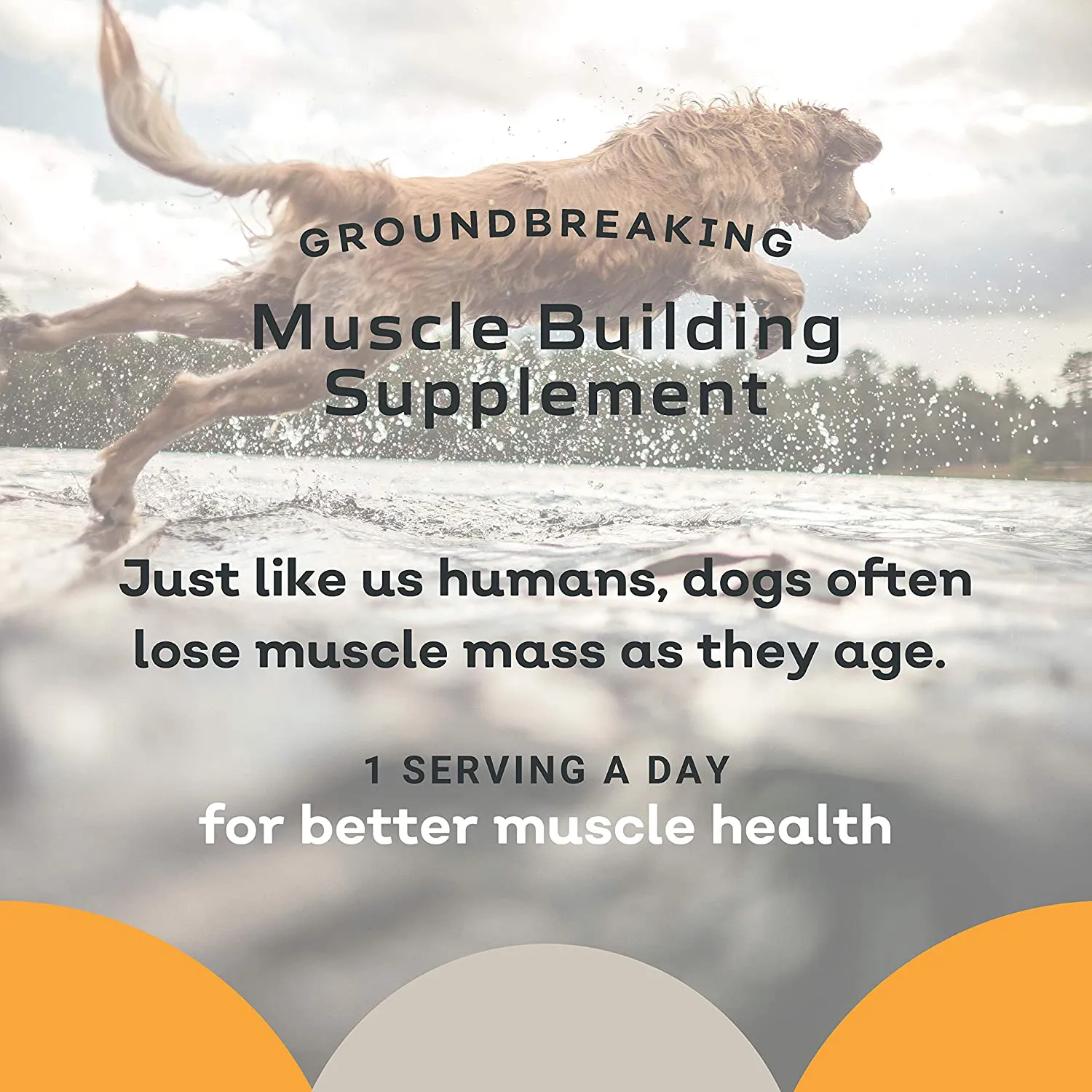 MYOS Canine Muscle Formula - Clinically Proven All-Natural Muscle Building Supplement - Reduce Muscle Loss in Aging Dogs and Improve Recovery from Injury or Surgery